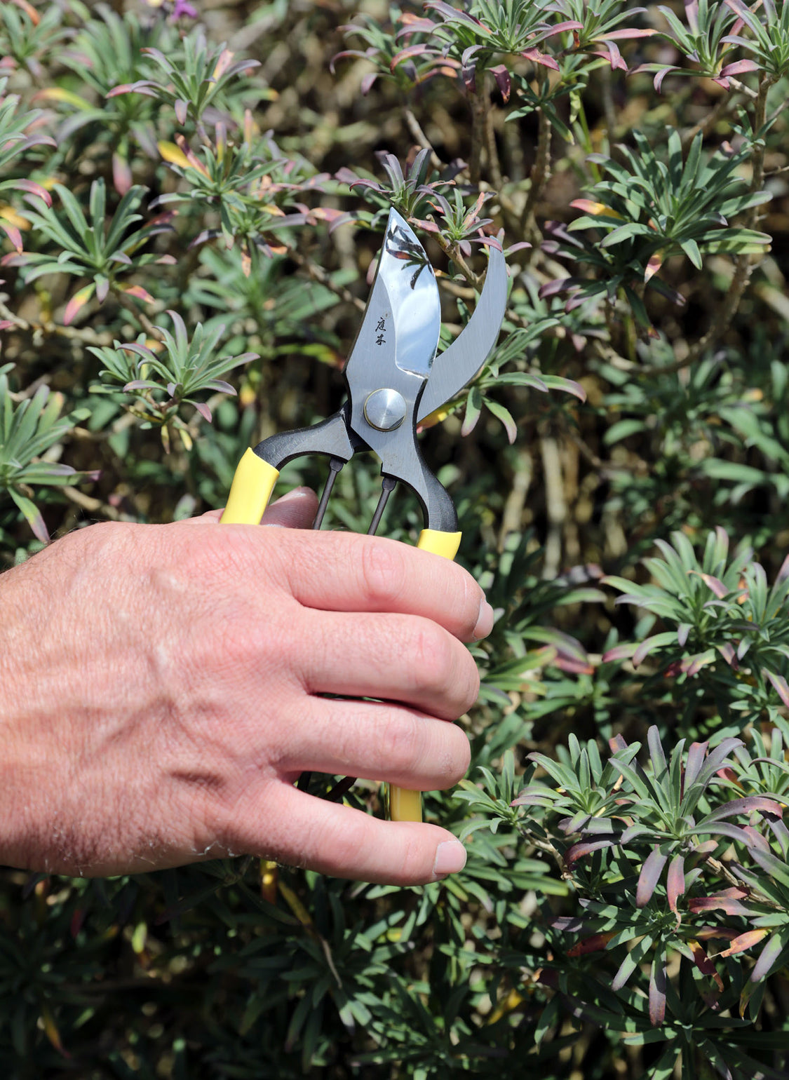 files/NiwakiGRProSecateurs1-1.jpg